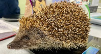 RSPCA sees highest hedgehog intake in three years